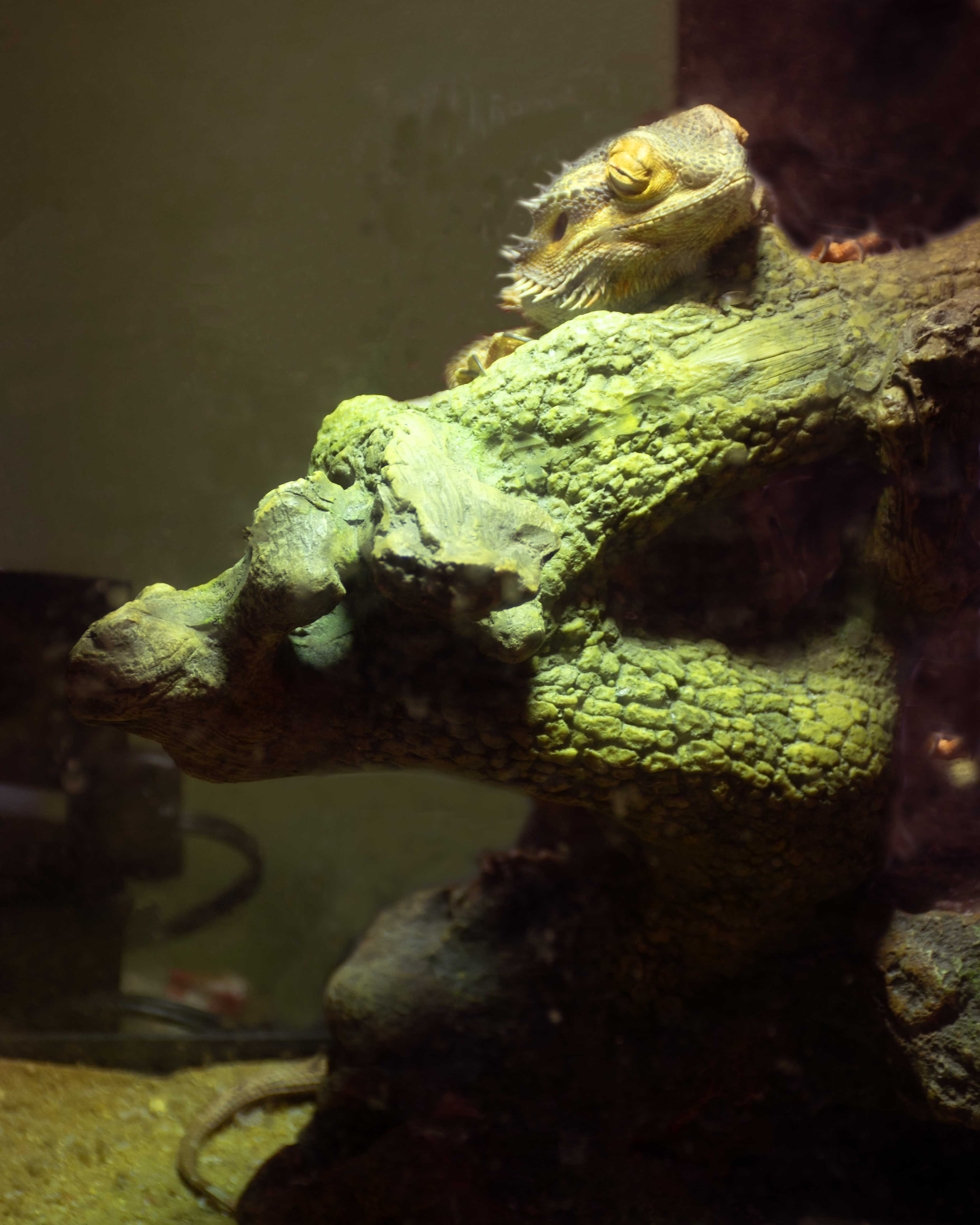 Bearded Dragon Lizard sitting on a tree in a terrarium